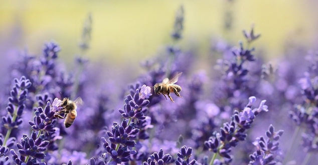 pszczoły, lawenda, fot. castleguard, pixabay