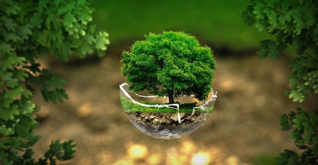 ekologia, drzewo, fot. thommas68, pixabay